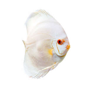 Albino Platinum Discus