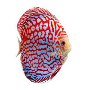 Red Panda Discus
