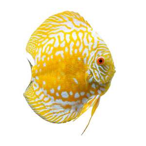 Yellow Panda Discus