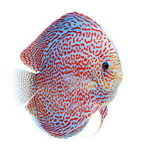 King Viber Discus