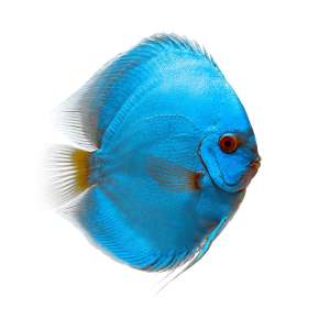 Blue Sapphire Discus