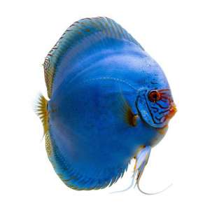 Cobalt Blue Discus