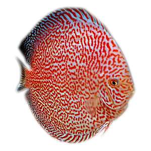 Mosaic Rafflesia Discus