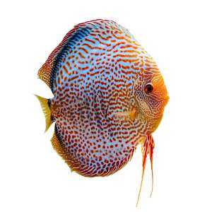Leopard Snake Skin Discus