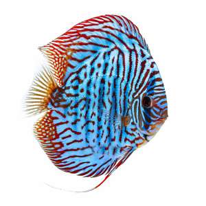 Tiger Turkuaz Discus