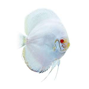 White Butterfly Discus
