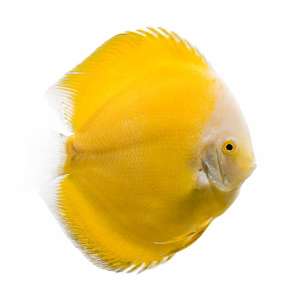 Yellow Diamond Discus