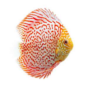 Albino Leopard Discus