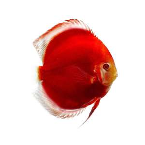 Albino Redcover Discus