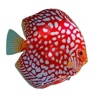Blood Eagle Discus