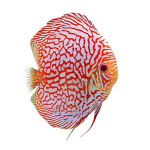 Checkerboard Discus