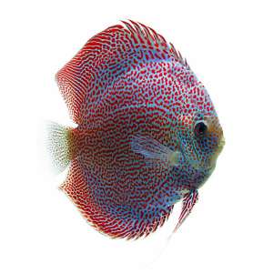 Face Spotted Eruption Discus