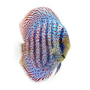 Spotted Leopard Discus