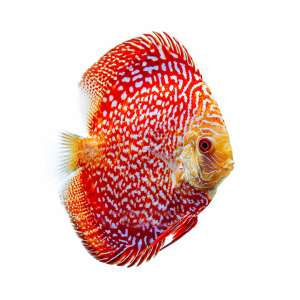 Pigeon Snake Discus