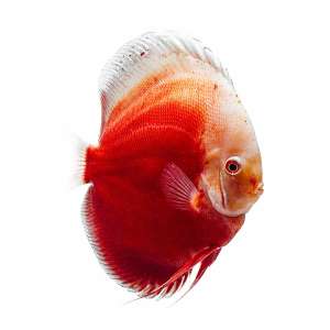 Red Valentine Discus