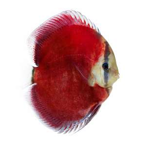 Rose Red Discus