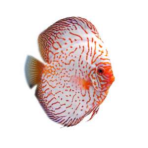 White Pigeon Discus