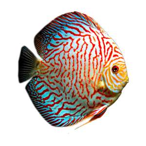 White Tiger Discus